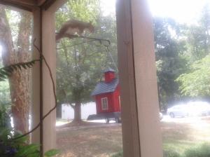 Squirrel caught in the act by Linda Martin Andersen. Copyright 2016